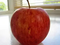 Gala Apple Tree