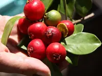 Red Indian Guava Tree