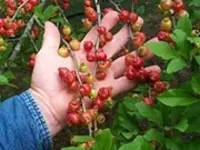Georgia Red Mayhaw Tree