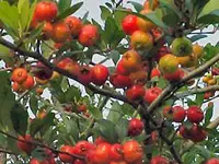 Mason's Superberry Mayhaw Tree