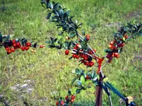 Mason's Superberry Mayhaw Tree