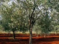 Manzanilla Olive Tree