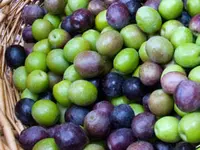 Arbequina Olive Tree