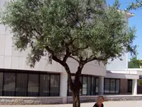 Arbequina Olive Tree