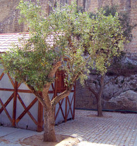 Lucca Olive Tree