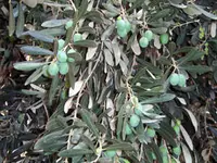 Barouni Olive Tree