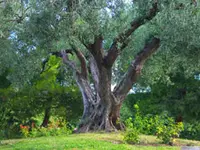 Barouni Olive Tree