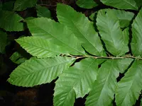 Allegheny Chinquapin Tree