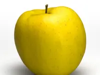 Golden Delicious Apple Tree