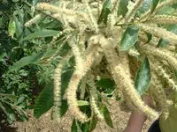 Allegheny Chinquapin Tree