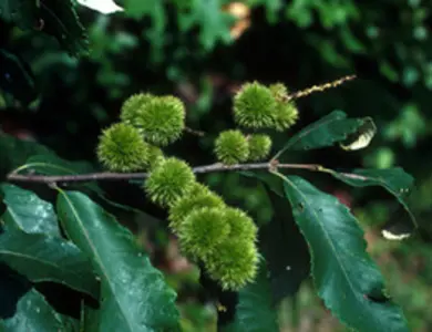 Georgia Native Chinquapin Tree