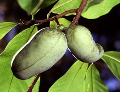 Collins Select Pawpaw Tree