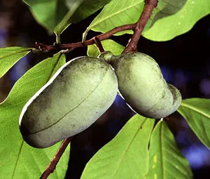 Collins Select Pawpaw Tree