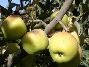 Golden Delicious Apple Tree