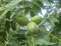 Moreland Pecan Tree