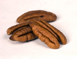 Mahan Pecan Tree
