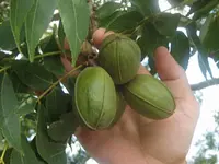 Desirable Pecan Tree