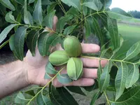 Candy Pecan Tree