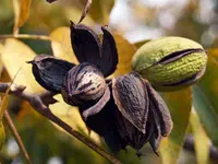 Cape Fear Pecan Tree