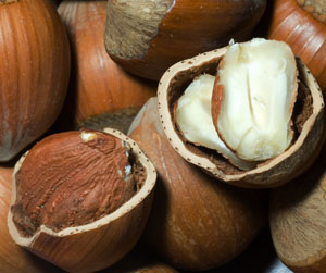 European Hazelnut Tree