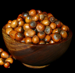 European Hazelnut Tree
