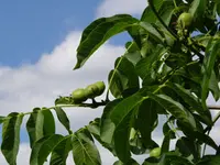 Thomas Black Walnut Tree
