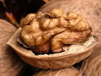 English Walnut Tree