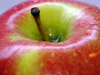 McIntosh Apple Tree