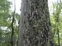 Water Hickory Tree