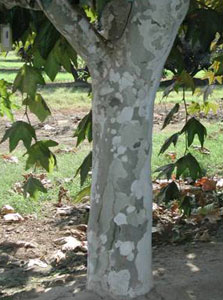 Sycamore Tree