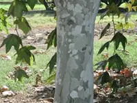 Sycamore Tree