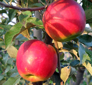 McIntosh Apple Tree