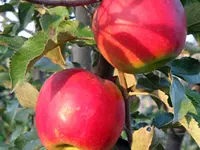 McIntosh Apple Tree