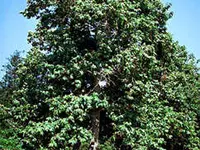 Sycamore Tree