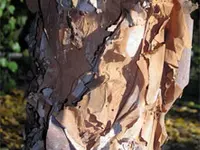 River Birch Tree