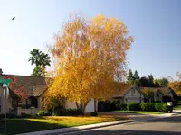 River Birch Tree