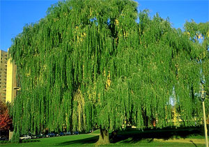 Green Weeping Willow Tree