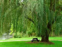Weeping Willow Tree