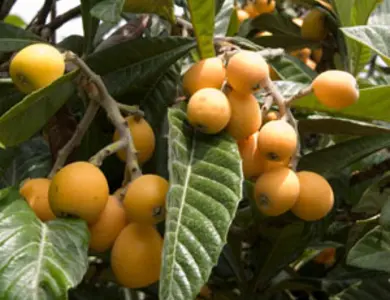 Gold Nugget Loquat Tree