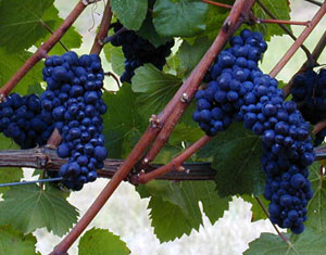 Pinot noir deals grape vines