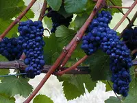 Pinot Noir Grape Vine