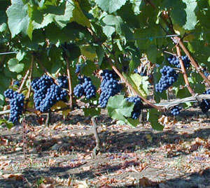 Pinot Noir Wine Grape Vine