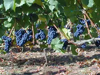 Pinot Noir Grape Vine