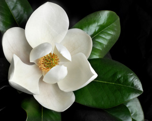 Magnolia Grandiflora 'D D Blanchard'