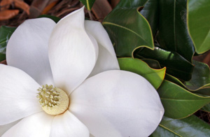 Magnolia Grandiflora 'Coco'