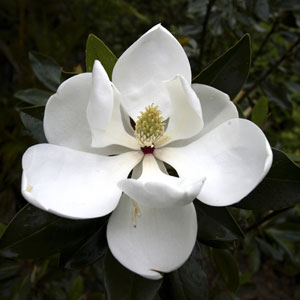 Magnolia Grandiflora 'Claudia Wannamaker'