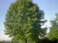 White Ash Tree