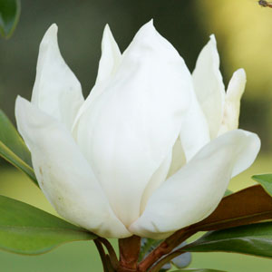 Magnolia Grandiflora 'Little Gem'