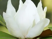 Magnolia Grandiflora 'Little Gem'