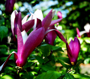 purple magnolia tree